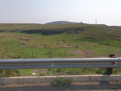 Arctotis arctotoides