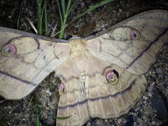 Antheraea yamamai yamamai
