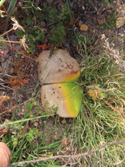 Haemanthus sanguineus