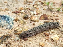 Sphingidae
