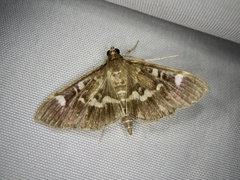 Herpetogramma luctuosalis