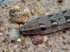 Sphingidae