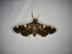 Piletocera aegimiusalis