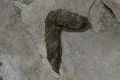 Papio ursinus ursinus