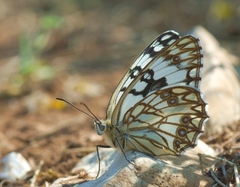 Melanargia occitanica