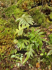 Blechnum procerum