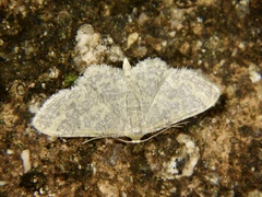 Idaea auricruda