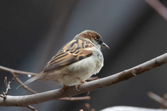 Passer domesticus