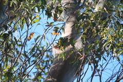 Trichoglossus chlorolepidotus