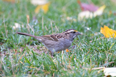 Zonotrichia albicollis