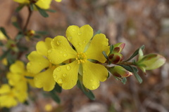 Hibbertia obtusifolia