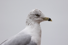 Larus delawarensis
