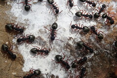 Dolichoderus scabridus