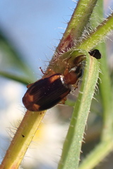 Lebia