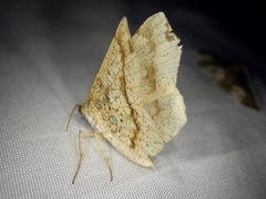 Pareclipsis gracilis