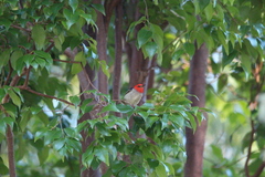 Myzomela sanguinolenta