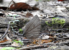 Amathuxidia amythaon dilucida