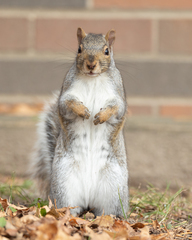 Sciurus carolinensis