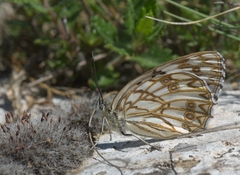 Melanargia occitanica