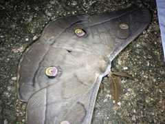 Antheraea yamamai yamamai