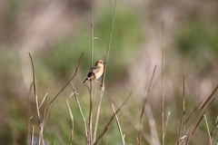 Cincloramphus timoriensis