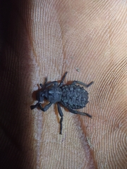 Brachycerus