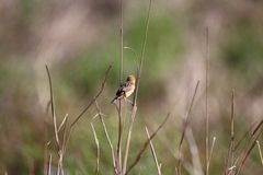 Cincloramphus timoriensis