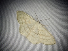 Scopula ignobilis