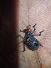 Brachycerus