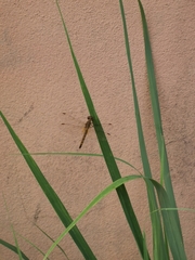 Neurothemis fluctuans