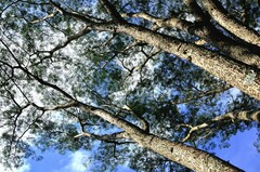 Enterolobium timbouva