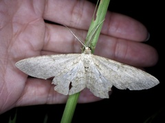 Hypomecis punctinalis conferenda