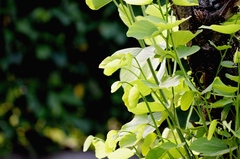 Malvaviscus arboreus