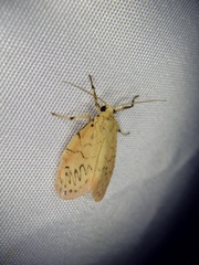 Miltochrista miniata