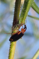 Lebia