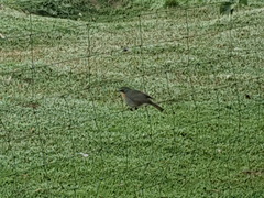 Cossypha caffra caffra