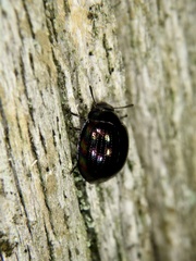 Tetraphyllus paykullii