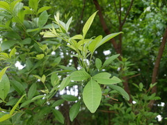 Searsia pyroides gracilis