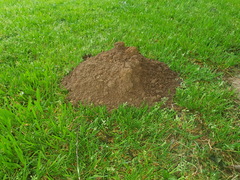 Cryptomys hottentotus