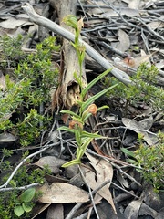 Pterostylis viriosa