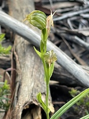 Pterostylis viriosa