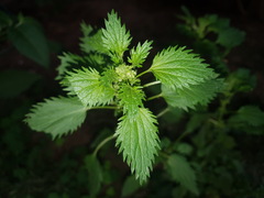 Urtica urens