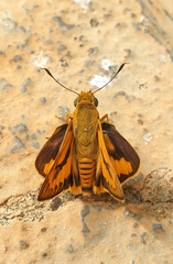 Cephrenes trichopepla