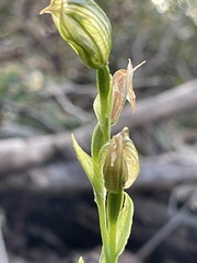 Pterostylis viriosa