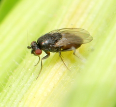 Limosininae