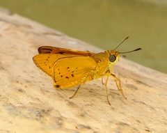 Cephrenes trichopepla