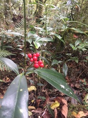 Skimmia