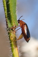 Lebia
