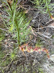 Dracophyllum secundum