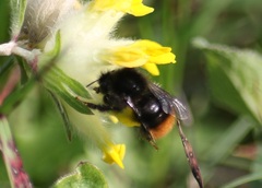 Bombus wurflenii